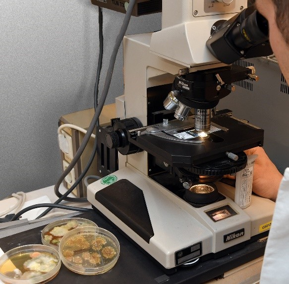 eine Person im LAborkittel sieht in ein Mikroskop, daneben liegen Petrischalne mit Schimmelkulturen